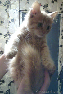 Подарю рыженького котенка (девочку) - Изображение #1, Объявление #1162907