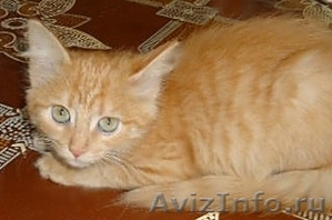 Подарю рыженького котенка (девочку) - Изображение #3, Объявление #1162907