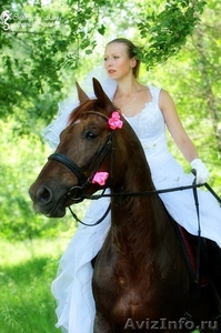 Фотосессии с лошадьми и пони - Изображение #1, Объявление #1251320