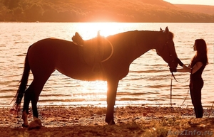 Абонемент на фотосъёмку с лошадьми и пони - Изображение #1, Объявление #1346040