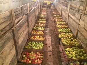 Продаю яблоки зимних сортов в  г Нижний Новгород пос Новинки - Изображение #5, Объявление #1528805