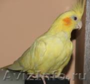 Куплю попугая Корелла желтого - Изображение #1, Объявление #343